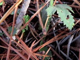 Hibiscus pusillus leaves of two shapes
