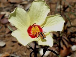 Hibiscus pusillus red flower base