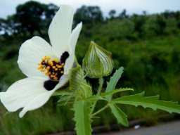Hibiscus trionum 