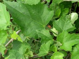 Hibiscus vitifolius leaves