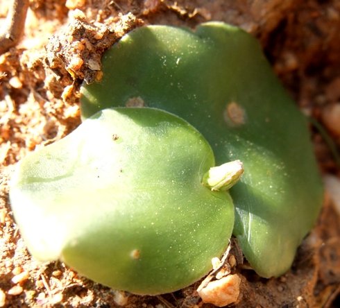 Holothrix leaves