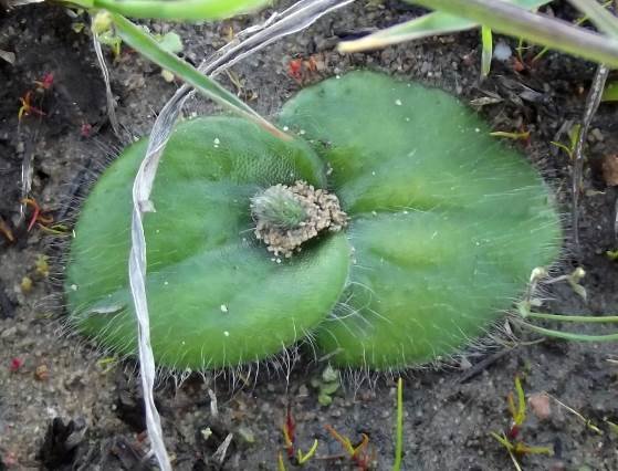 Holothrix exilis