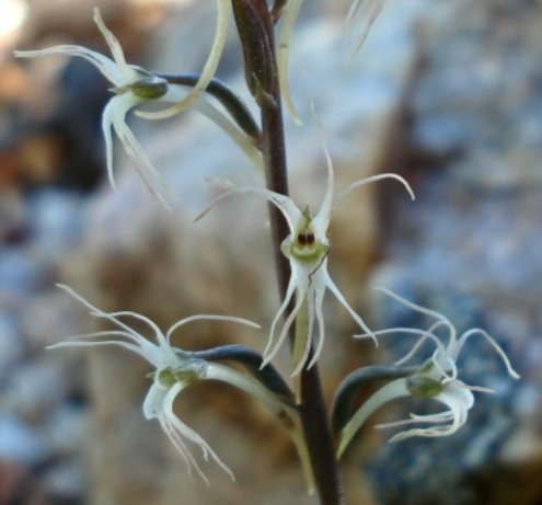 Holothrix filicornis flowers