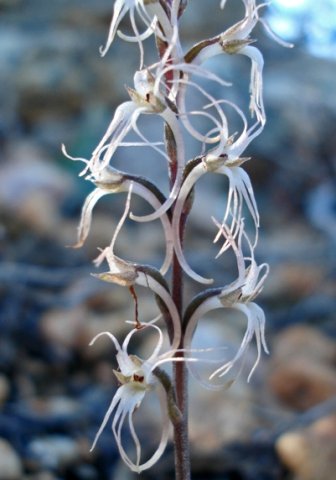 Holothrix filicornis spurs