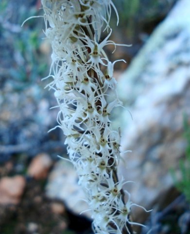 Holothrix filicornis many-flowered