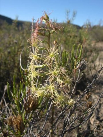 Holothrix grandiflora 