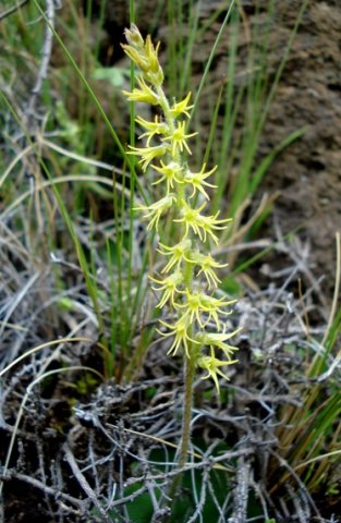Holothrix incurva inflorescence and scape