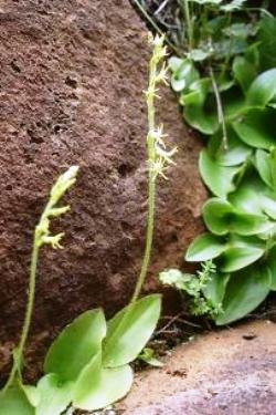 Holothrix incurva among rocks