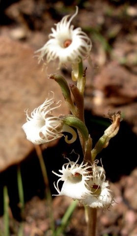 Holothrix randii