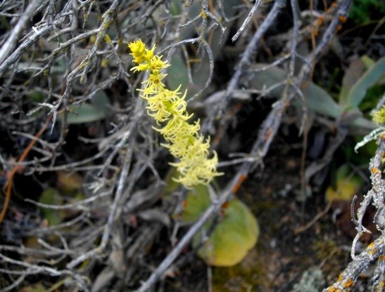 Holothrix secunda erect inflorescence, flat leaves