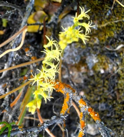 Holothrix secunda flowering in a colourful setting