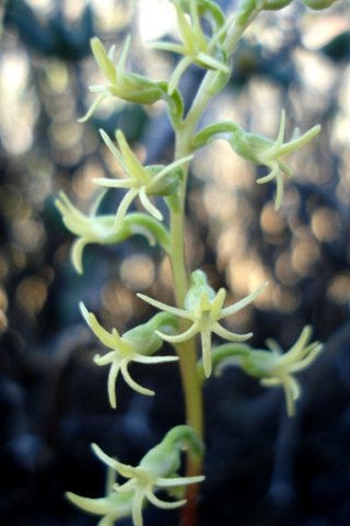 Holothrix secunda cream flowers