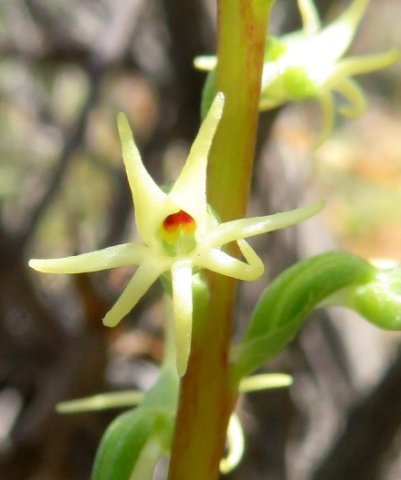 Holothrix secunda flower mouth