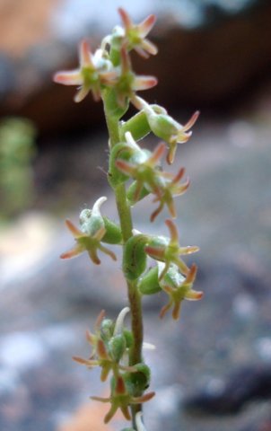 Holothrix villosa