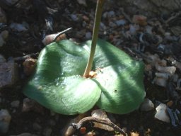 Holothrix filicornis leaves