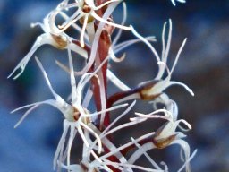 Holothrix filicornis dark sepals
