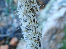 Holothrix filicornis many-flowered
