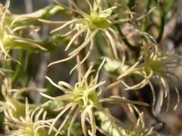 Holothrix grandiflora thread-like flowers
