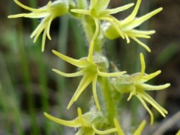 Holothrix incurva flower spike