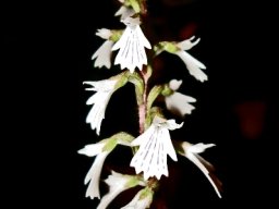 Holothrix orthoceras