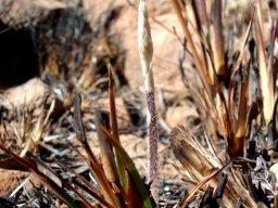 Holothrix randii emerging in burnt veld
