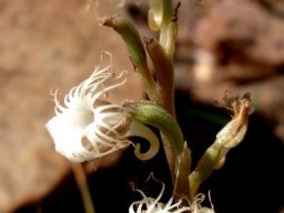 Holothrix randii