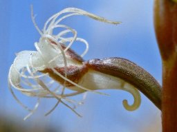 Holothrix randii flower profile