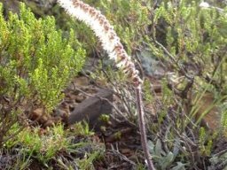 Holothrix scopularia