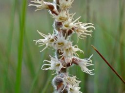 Holothrix scopularia inflorescence