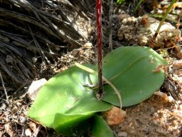 Holothrix secunda new leaf growth