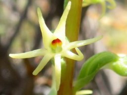 Holothrix secunda flower mouth