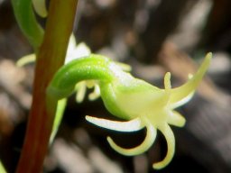 Holothrix secunda flower