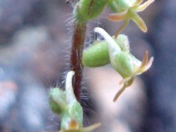 Holothrix villosa, a hairy plant