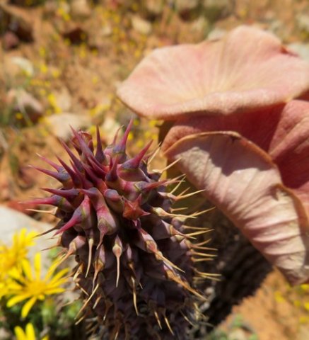 Hoodia gordonii tiny bud