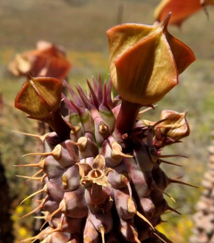 Hoodia gordonii many parts protruding