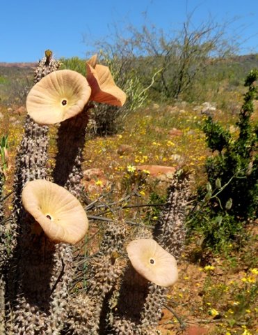 Hoodia gordonii dishes sending signals to flies