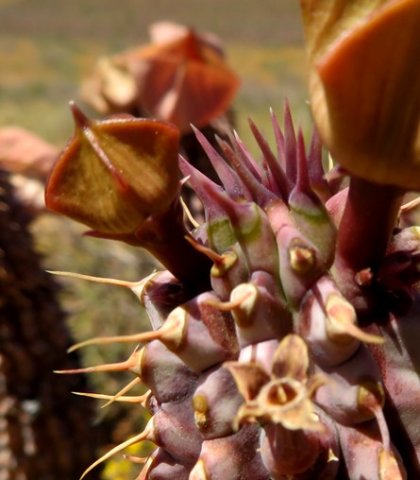 Hoodia gordonii spiky hairdo