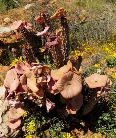 Hoodia gordonii floral profusion