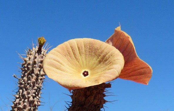 Hoodia gordonii front, profile and infancy
