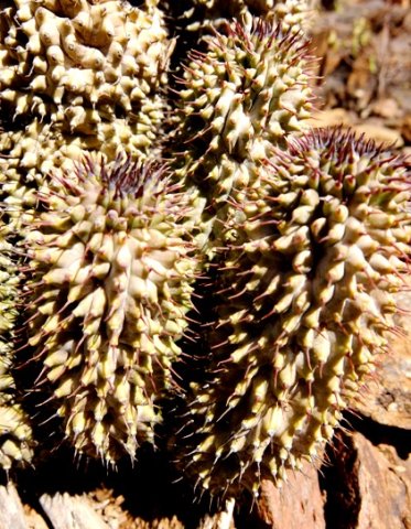 Hoodia pilifera subsp. pilifera stems