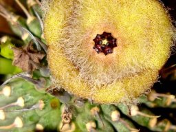 Hoodia dregei