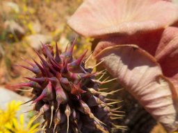 Hoodia gordonii tiny bud