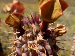 Hoodia gordonii many parts protruding