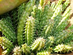 Hoodia gordonii