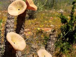Hoodia gordonii dishes sending signals to flies