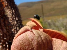 Hoodia gordonii corolla lobe tip under scrutiny