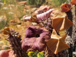 Hoodia gordonii arriving and departing