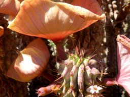 Hoodia gordonii before and after
