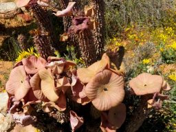 Hoodia gordonii floral profusion
