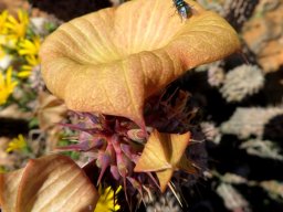 Hoodia gordonii crowded stem-tip